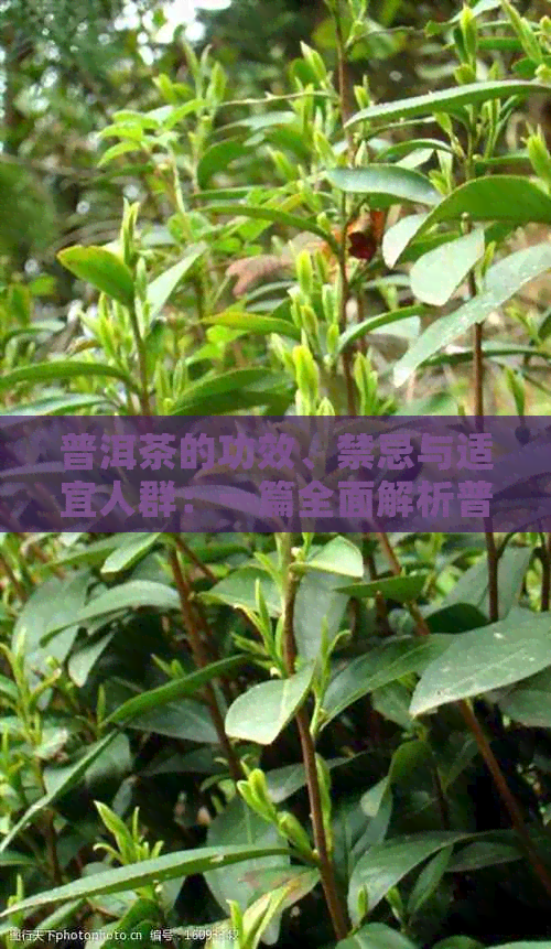 普洱茶的功效、禁忌与适宜人群：一篇全面解析普洱茶的文章