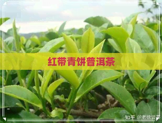 红带青饼普洱茶