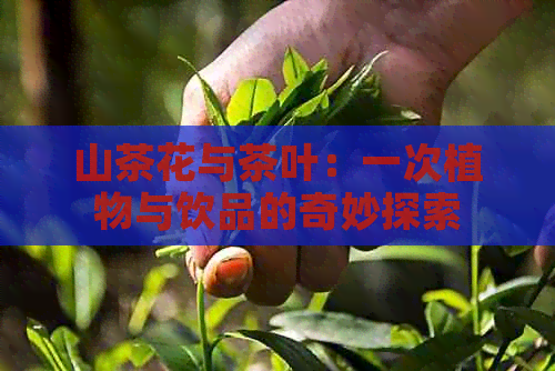 山茶花与茶叶：一次植物与饮品的奇妙探索