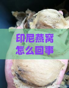 印尼燕窝怎么回事