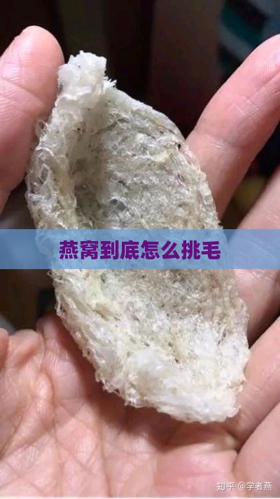 燕窝到底怎么挑毛