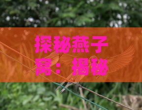 探秘燕子窝：揭秘其结构与生态价值