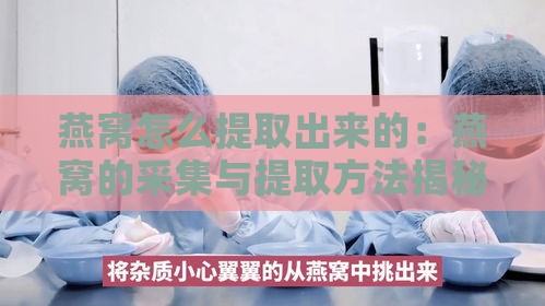 燕窝怎么提取出来的：燕窝的采集与提取方法揭秘