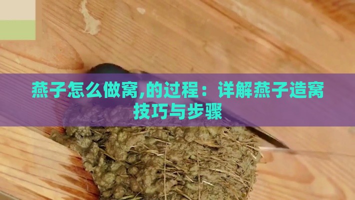 燕子怎么做窝,的过程：详解燕子造窝技巧与步骤