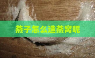 燕子怎么造燕窝呢