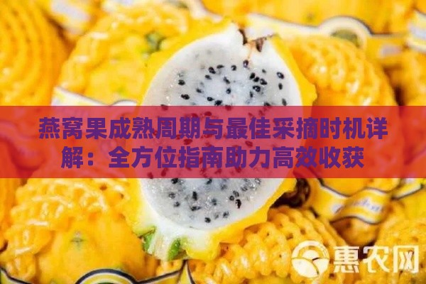 燕窝果成熟周期与更佳采摘时机详解：全方位指南助力高效收获