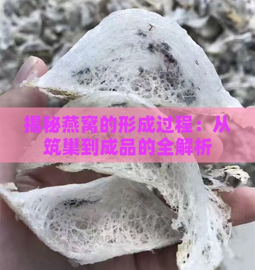 揭秘燕窝的形成过程：从筑巢到成品的全解析