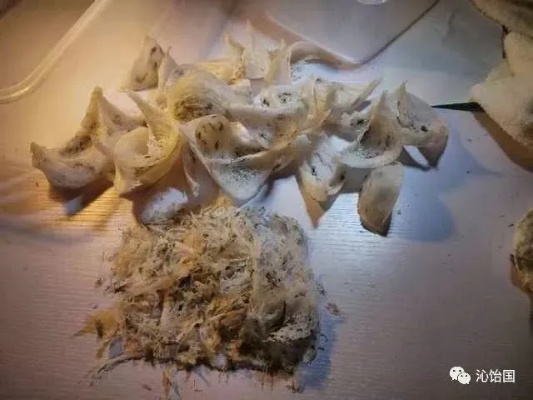 燕窝丝怎么上色快一点：快速上色技巧及制作方法探究