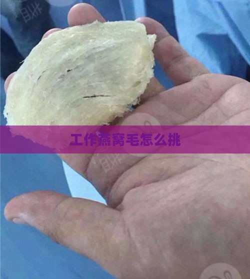 工作燕窝毛怎么挑