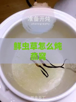 鲜虫草怎么炖燕窝